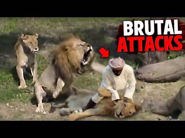 The Most BRUTAL Lion Attacks MARATHON!