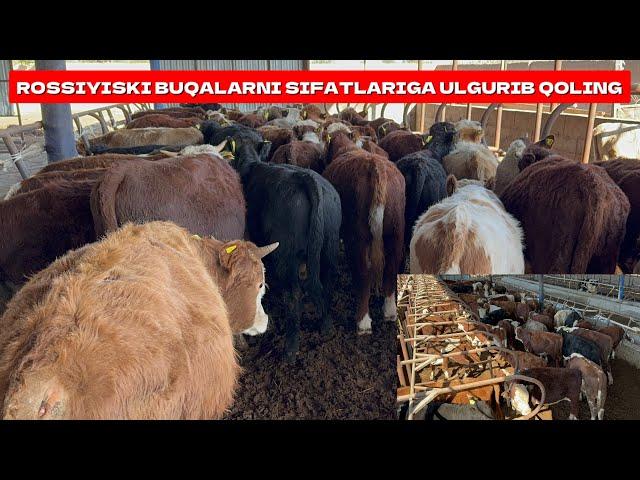 ROSSIYISKI BUQALARNI SIFATLARIGA ULGURIB QOLING