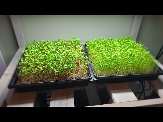 HOW TO GROW MICROGREENS at HOME! SIMPLE, EASY, and DELICIOUS!