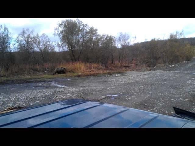 КАМЧАТКА встреча с медведем.mp4