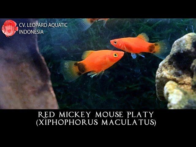 Xiphophorus maculatus THE WITTY RED MICKEY MOUSE PLATY. (Leopard Aquatic E048C)