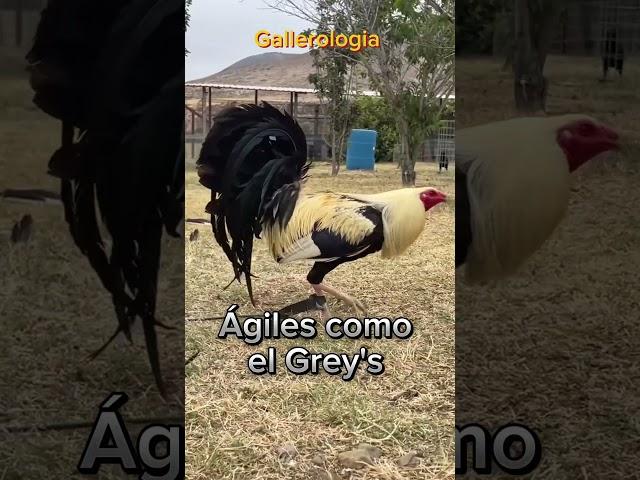 Así somos los Galleros #gallos