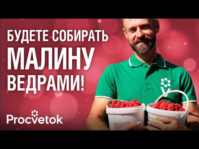 МАЛИНЫ БУДЕТ ОЧЕНЬ МНОГО, если обрезать ее так осенью! Всё об уходе за малиной осенью