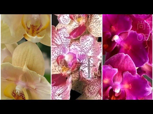 Нові метелики прилетіли#orchids #phalaenopsis#орхидеи#бабочки