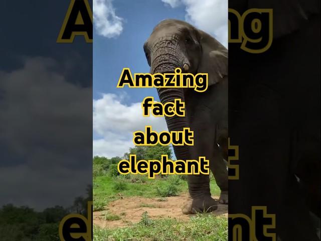 Amazing fact about Elephant. #shorts