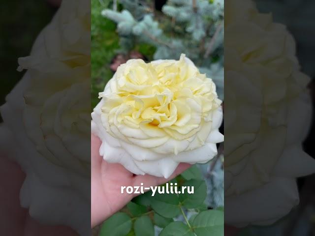 Роза «Эшли Вайт» Каталог rozi-yulii.ru #саженцыроз #саженцы