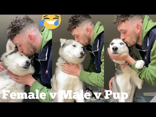 Kissing My Huskies Too Many Times Challenge! [WITH CAPTIONS] [MALE V FEMALE V PUPPY]