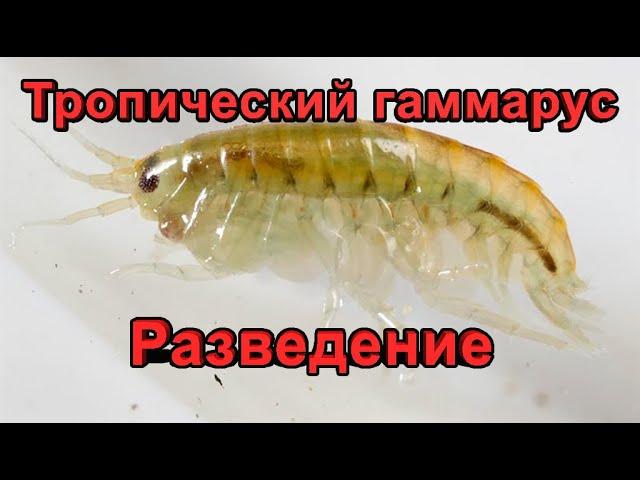 Мексиканский гаммарус (Hyalella azteca) - разведение в домашних условиях.