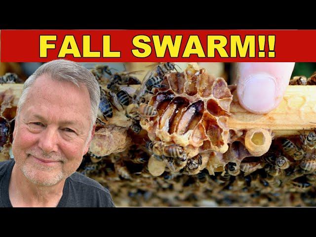 Beekeeping Inspection Reveals A Fall Swarm!