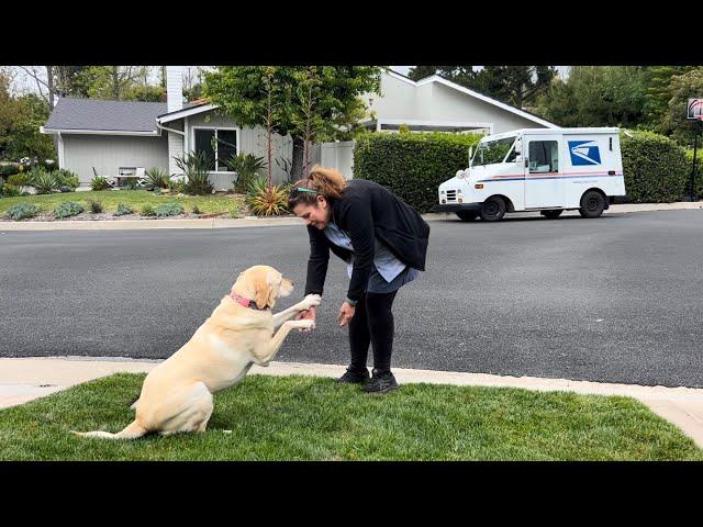 My Labrador Retriever Is In Love With Kristy The Mail Lady