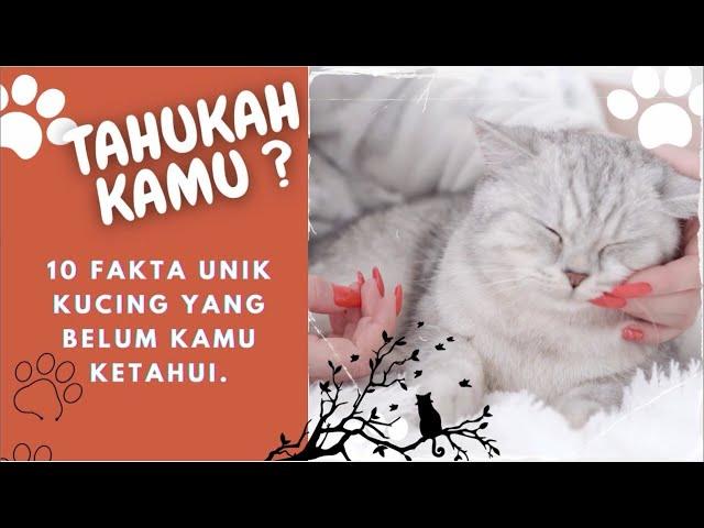 10 Fakta Unik Kucing yang Belum Kamu Ketahui