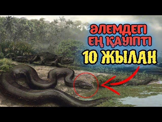 Әлемдегі ең қауіпті 10 жылан | Өте улы жыландар