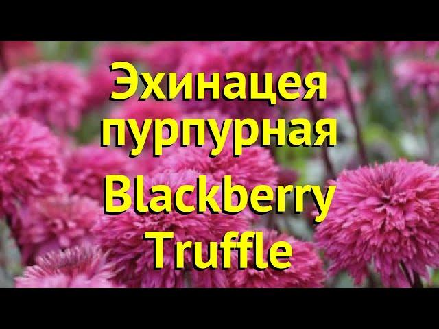 Эхинацея пурпурная Блэк труффле. Краткий обзор, описание echinacea purpurea Blackberry Truffle