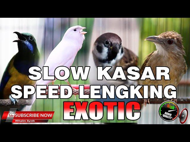 MASTERAN SPESIAL SUPER EXOTIC SLOW KASAR SPEED KOMPILASI MEWAH UNTUK SEMUA BURUNG MURAI, CUCAK IJO