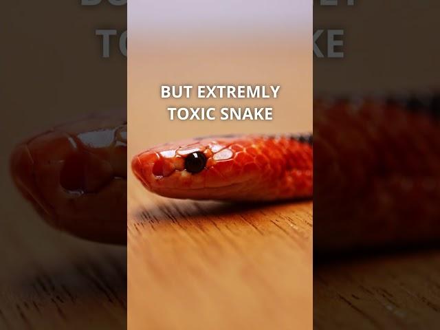 Beautiful but DEADLY - The Red-Headed Krait