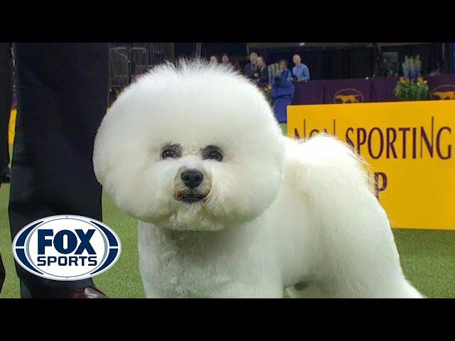 Flynn the Bichon Frise wins the Non Sporting Group | WESTMINSTER DOG SHOW (2018) | FOX SPORTS