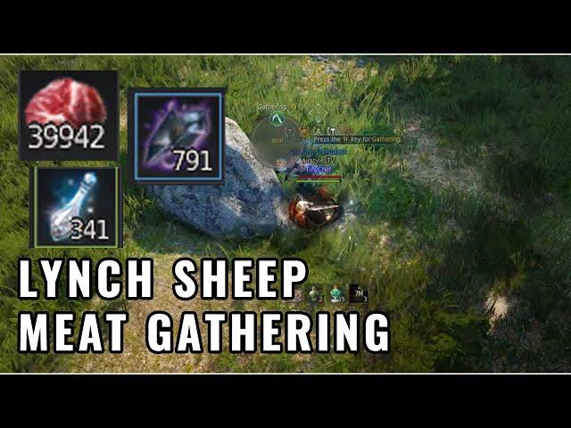 BDO Meat Gathering - Raw Edition - Lynch Ranch Sheep