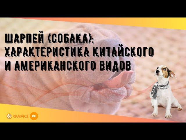 Шарпей (собака): характеристика китайского и американского видов