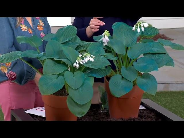 Barbara King 2-Piece Giant Classic Blue Hosta Plants on QVC