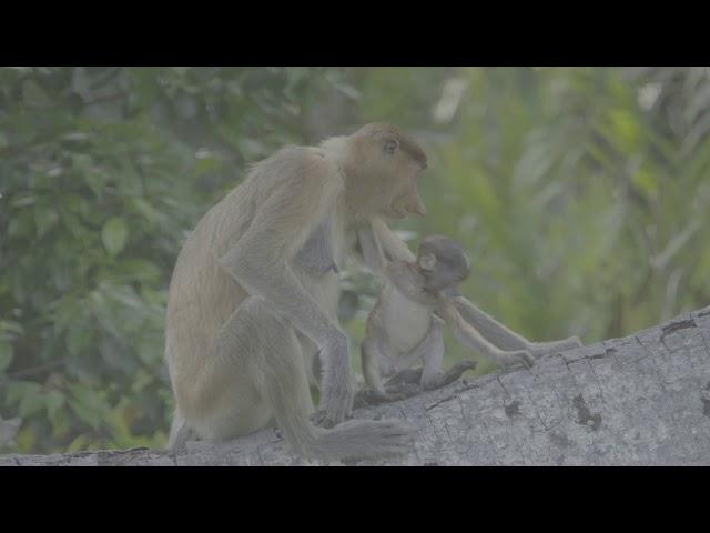 The cutest footage of a Proboscis monkey infant and its mother
