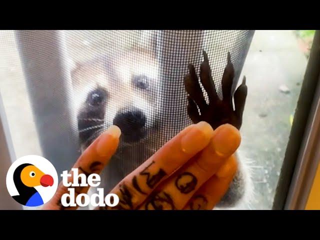 Raccoon Brings Her Babies To Meet Her Human Best Friend Every Year | The Dodo