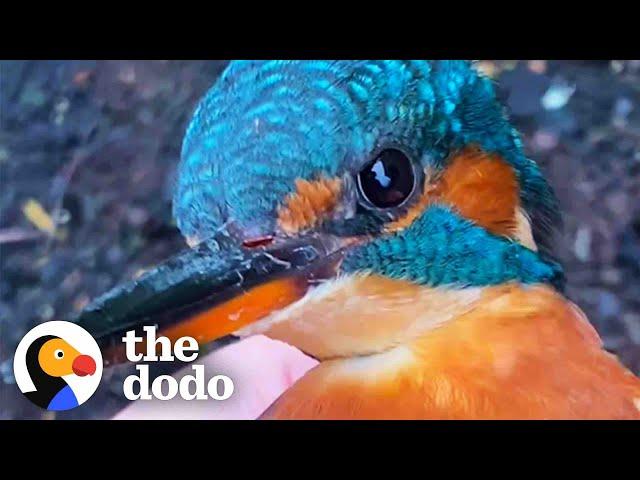 Woman Patiently Helps Colorful Bird Get Back Home | The Dodo