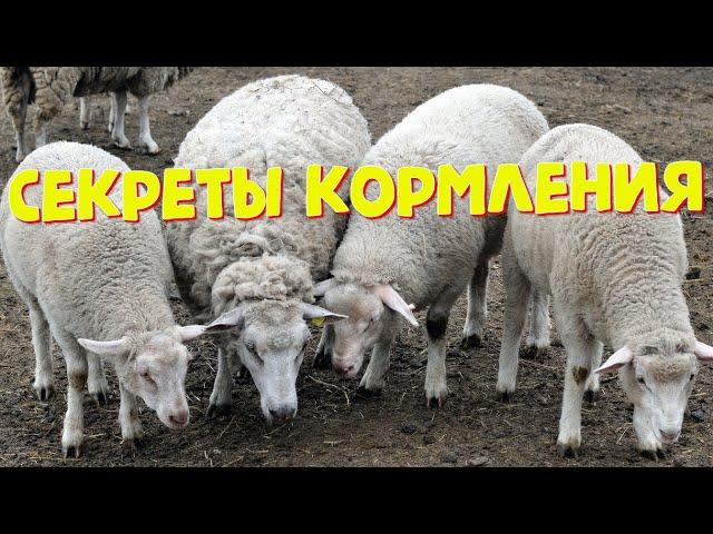 Секреты кормления овец | Овцеводство | Кормление овец в стойле и на пастбище | Что едят овцы