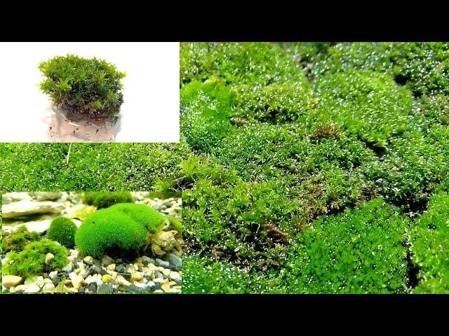 Мох как он оживает и посадка его в аквариум/Moss as it comes to life and landing it in an aquarium