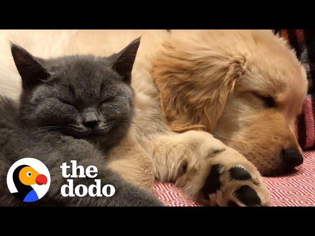 Cat And Dog Have Been Inseparable Since Day One | The Dodo