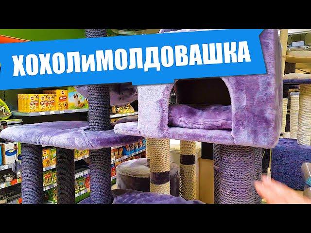 Первые покупки для котенка Мейн Кун.