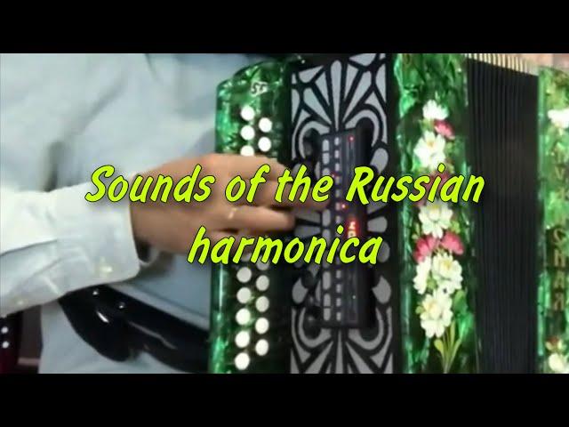 Every musician's dream. Sounds of the Russian harmonica