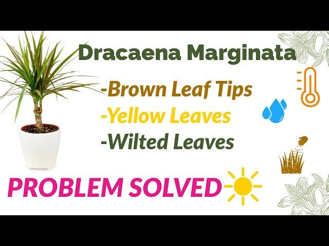 Dracaena Marginata: Brown Leaf Tips, Yellow leaves & Wilted leaves (Solutions) #dracaena