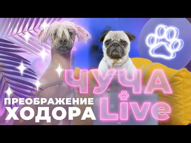 ЧУЧА LIVE - ПРЕОБРАЖЕНИЕ ХОДОРА.Приют «Юна». Груминг салон «Милорд»