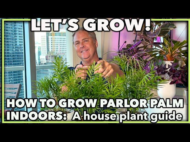 HOW TO GROW PARLOR PALM INDOORS: A house plant guide on caring for your parlor palm