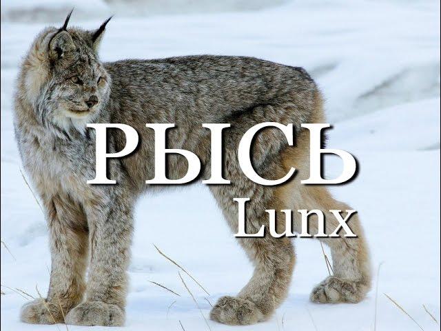 Рысь — Lynx