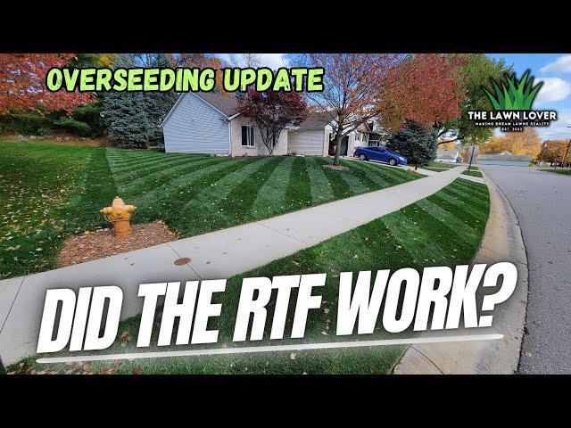 What Is Rhizomatous Tall Fescue (RTF)? Fall Overseed UPDATE!