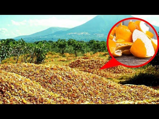 They dumped 12,000 tons of orange peels in the forest. Fifteen years later, everyone was astonished.