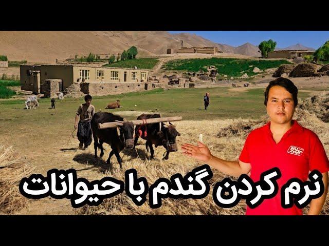 قسمت دهم؛ نرم کردن گندم به روش سنتی5000 ساله در دور ترین قریه ها ولسوالی یکه‌ولنگ بامیان