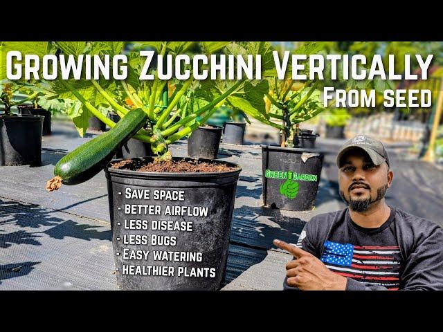 How to Grow Zucchini From Seed To Harvest   #zucchini #greentgarden #squash