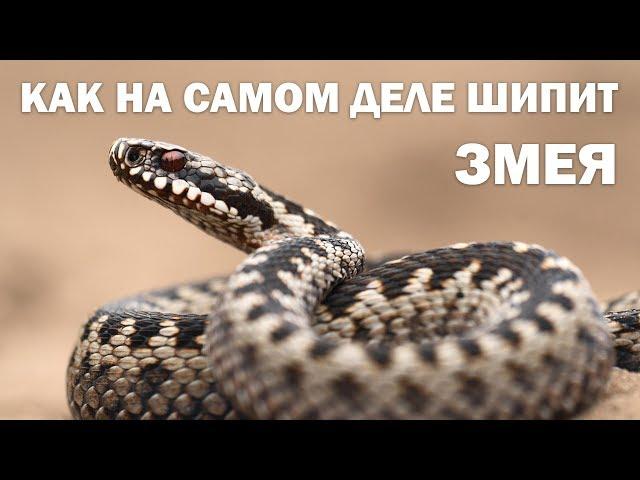 Как на самом деле шипит змея и "пищит" летучая мышь