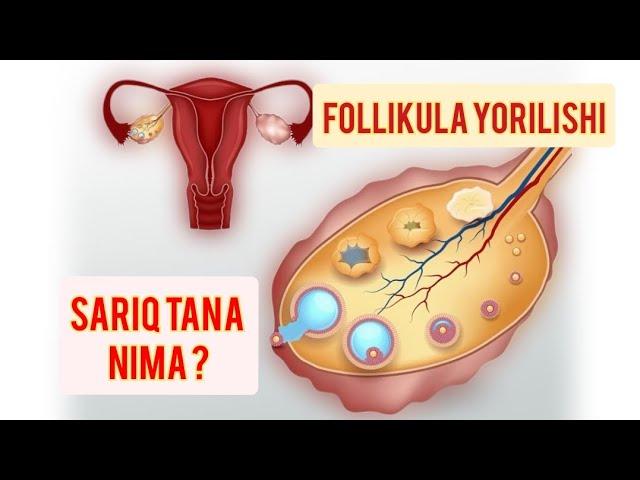 Follikula qachon yoriladi | Sariq tana nima ?