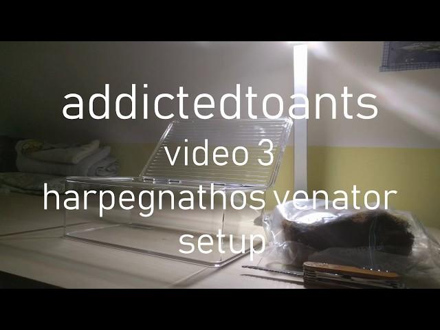 Harpegnathos venator setup