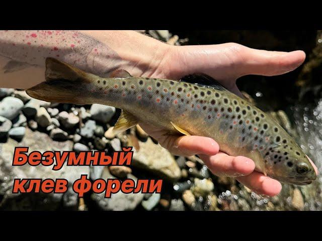 БЕЗУМНЫЙ КЛЕВ. Дикая форель осенью в горной реке (4K)