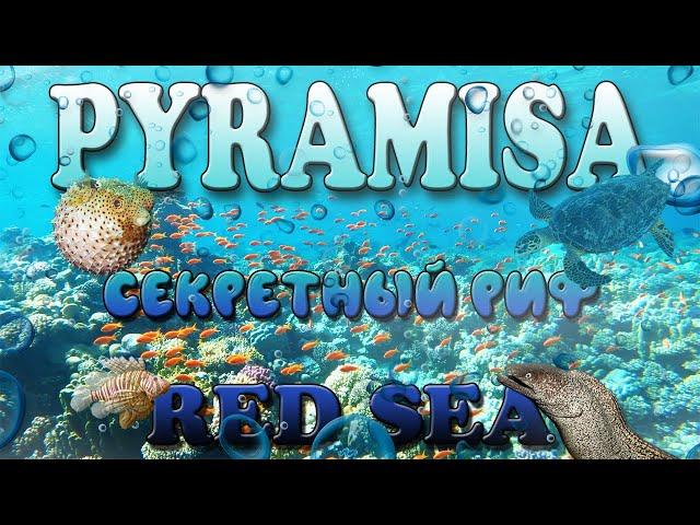 ХУРГАДА | Коралловый риф Pyramisa Beach Resort | МОРСКАЯ ЧЕРЕПАХА | Ядовитая рыба фугу | ОБЗОР УЖИНА