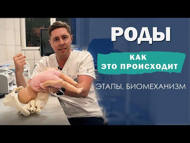 Биомеханизм РОДОВ | КАК это происходит | 7 ЭТАПОВ | головное предлежание плода