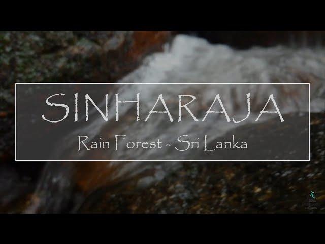 Sinharaja rain forest