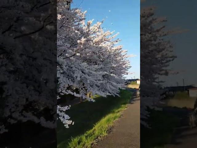 sakuraseason in Japan 