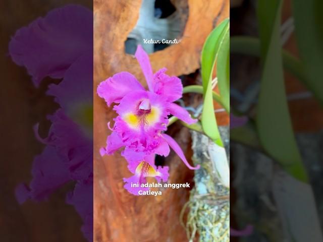 After a three-year wait, this orchid has flowered too #garden #homegardening #garden #orchid
