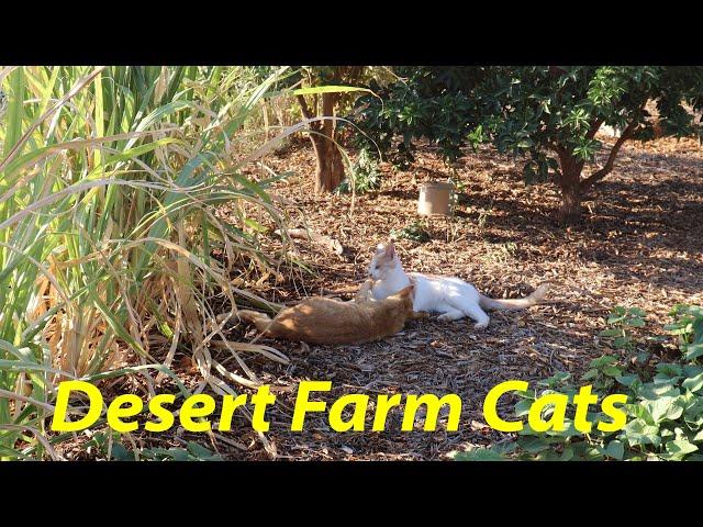 Desert Farm Cats + Q&A  | The Desert Farmer Podcast -  Episode 35