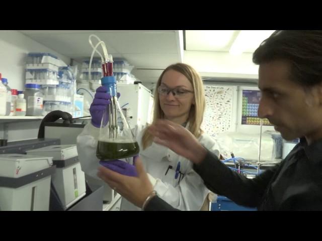 Algal Biotechnology Research at Sheffield
